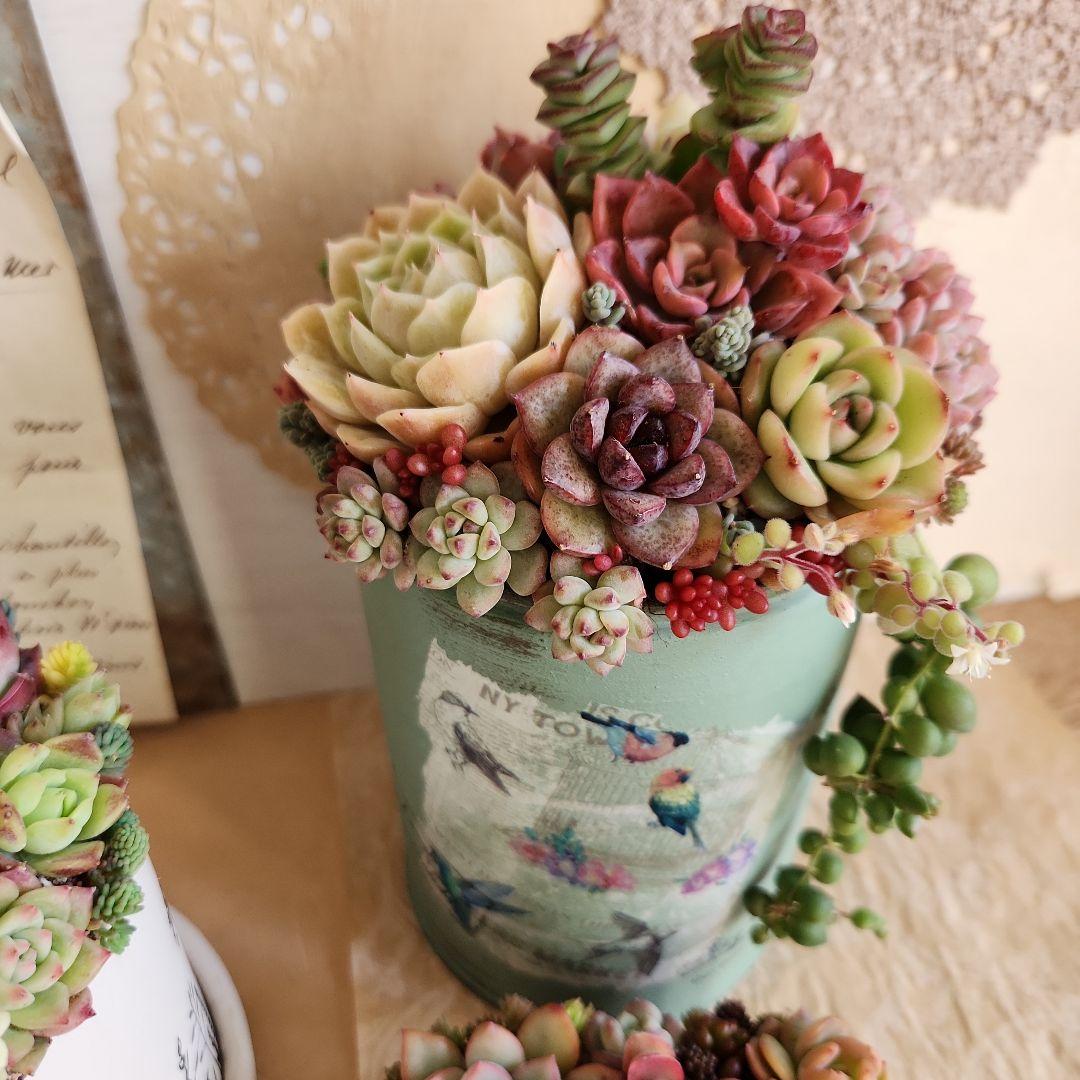 多肉植物寄せ植え　そのまま飾れる　3つセット♡
