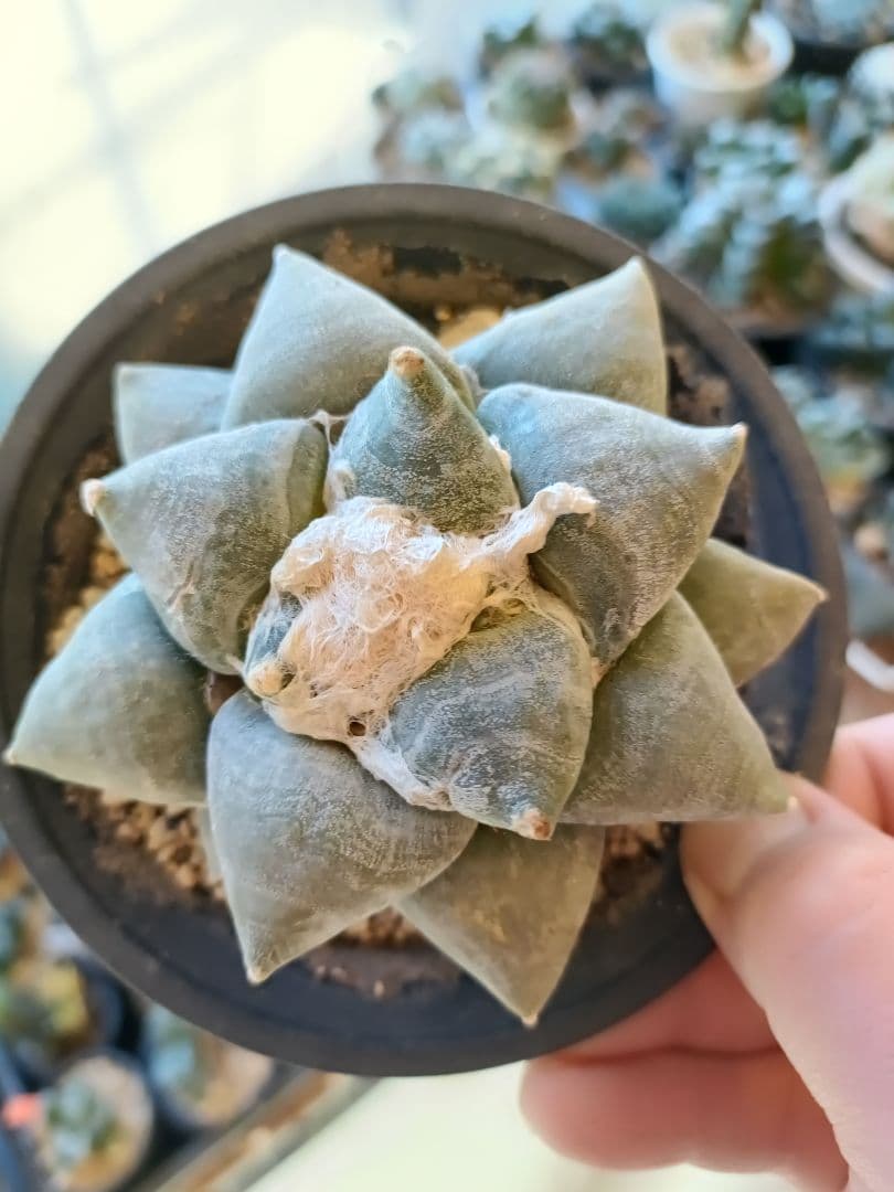 青磁牡丹　サボテン　実生株　アリオカルプス