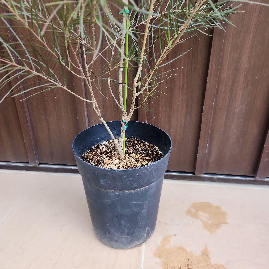 アカシア　フェニックスゴールド　鉢植え　苗　ミモザ　カラーリーフ