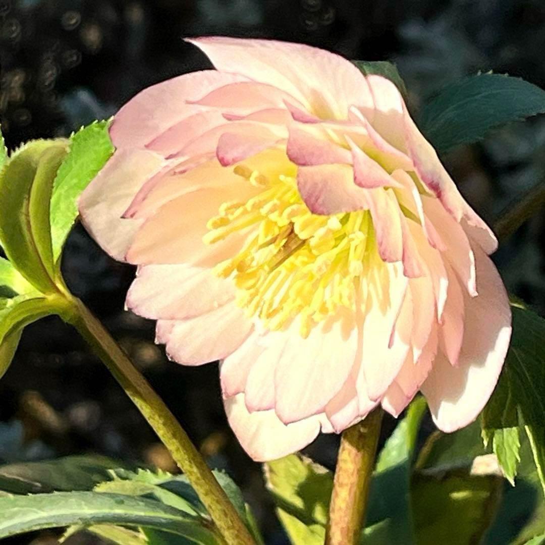r*o様 3455☘️蕾花付き☘️⭐️極上美人⭐️ペールピンク⭐️透明感⭐️小輪