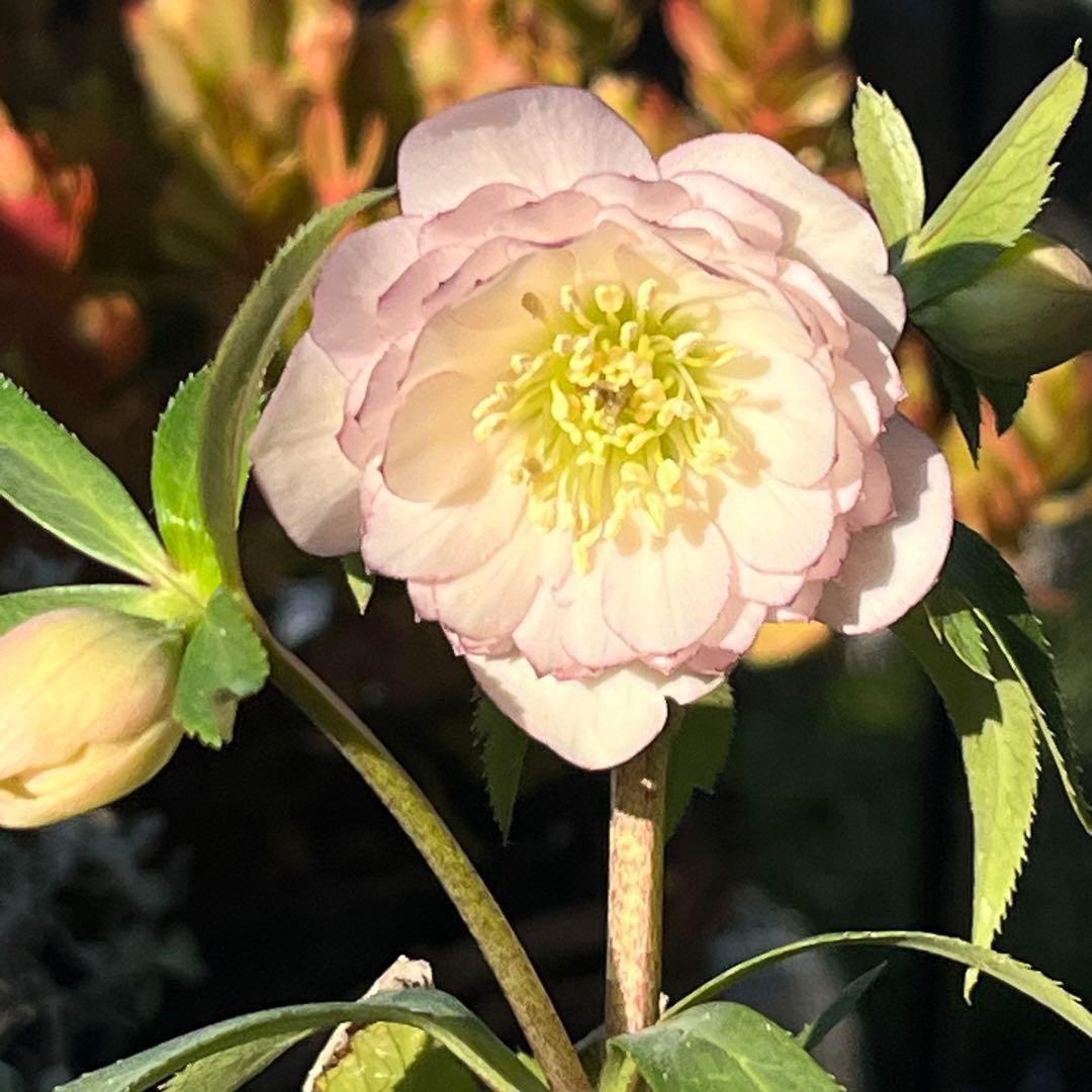 r*o様 3455☘️蕾花付き☘️⭐️極上美人⭐️ペールピンク⭐️透明感⭐️小輪