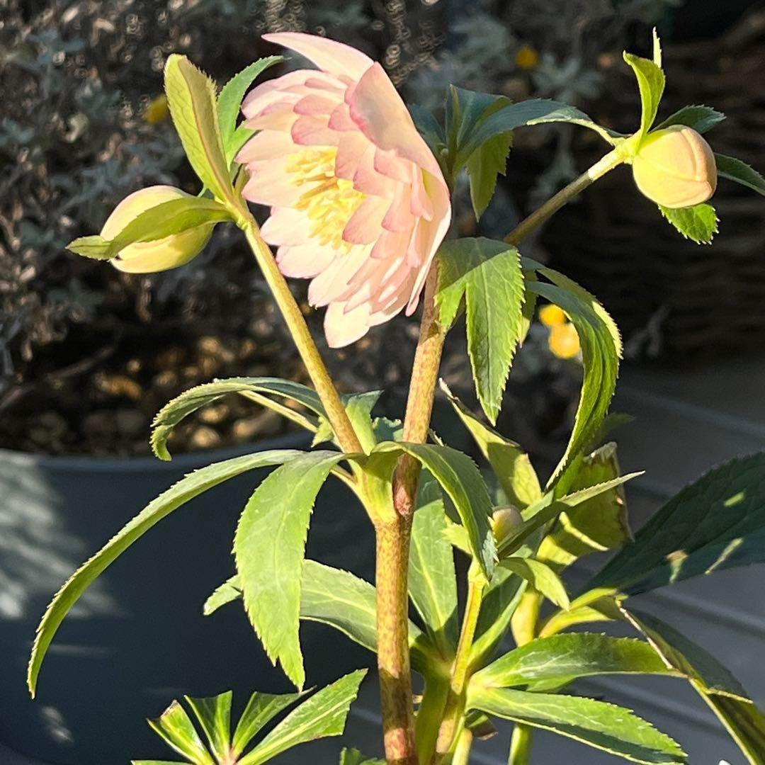 r*o様 3455☘️蕾花付き☘️⭐️極上美人⭐️ペールピンク⭐️透明感⭐️小輪