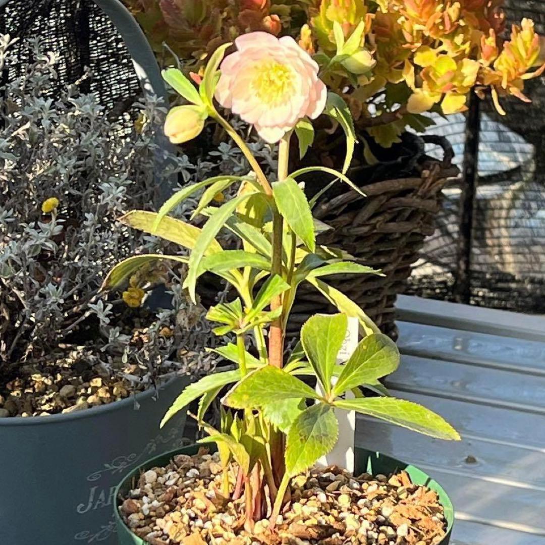 r*o様 3455☘️蕾花付き☘️⭐️極上美人⭐️ペールピンク⭐️透明感⭐️小輪