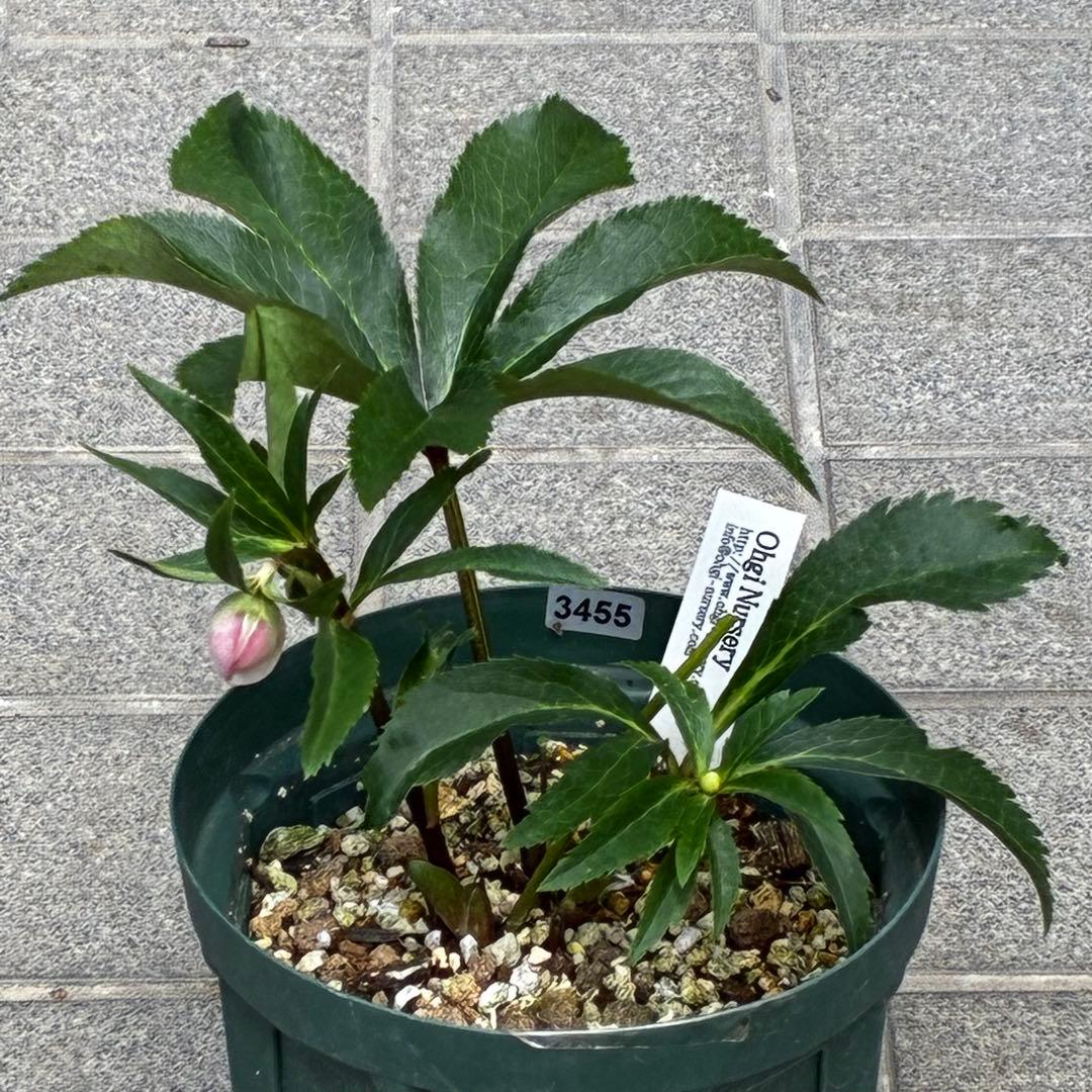 r*o様 3455☘️蕾花付き☘️⭐️極上美人⭐️ペールピンク⭐️透明感⭐️小輪