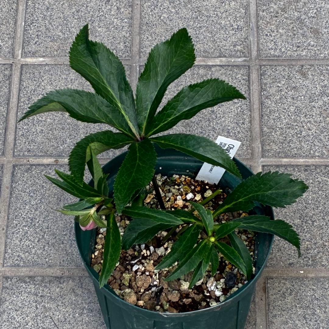 r*o様 3455☘️蕾花付き☘️⭐️極上美人⭐️ペールピンク⭐️透明感⭐️小輪