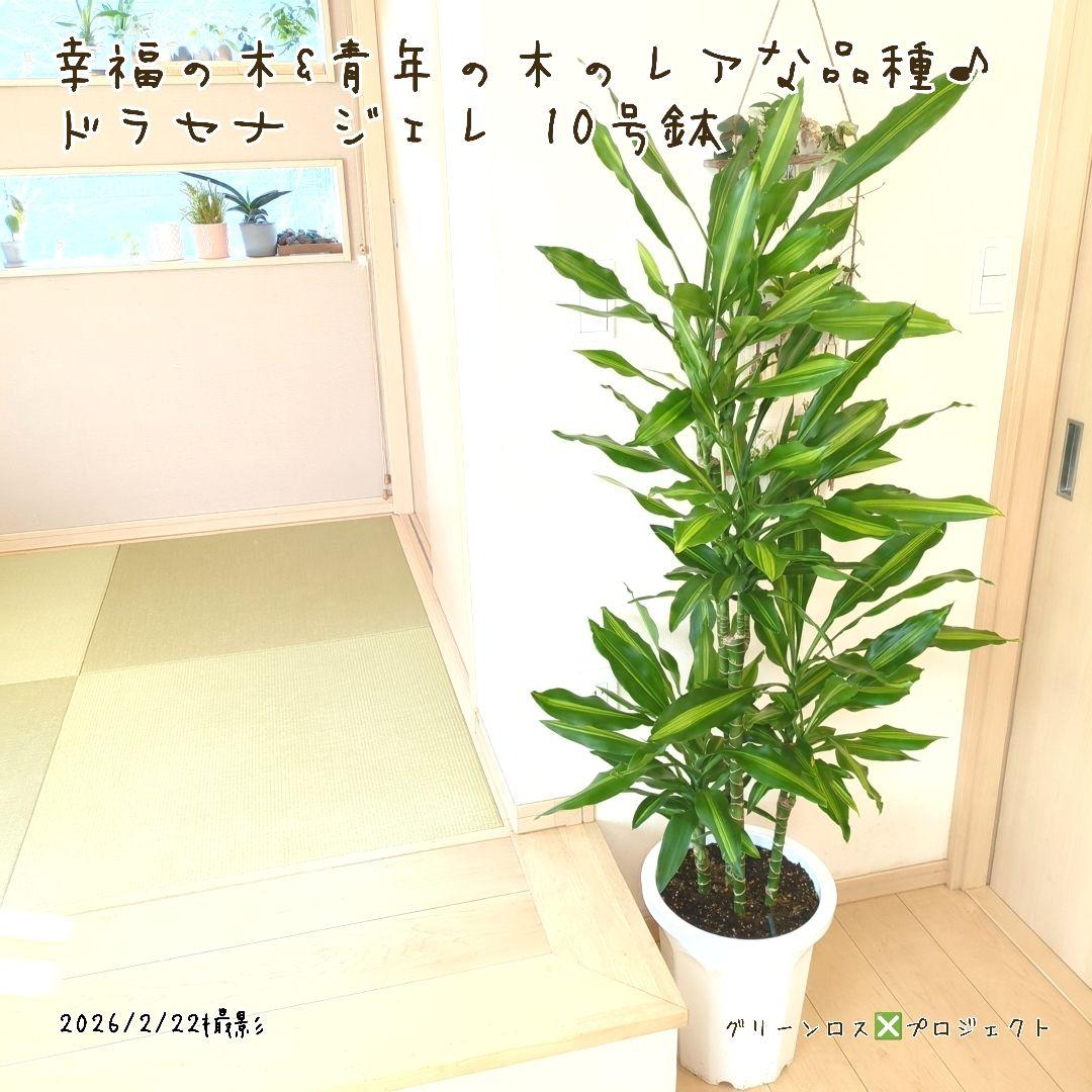 【B級品/大型観葉植物】幸福の木&青年の木のレアな品種♪ドラセナジェレ 10号鉢
