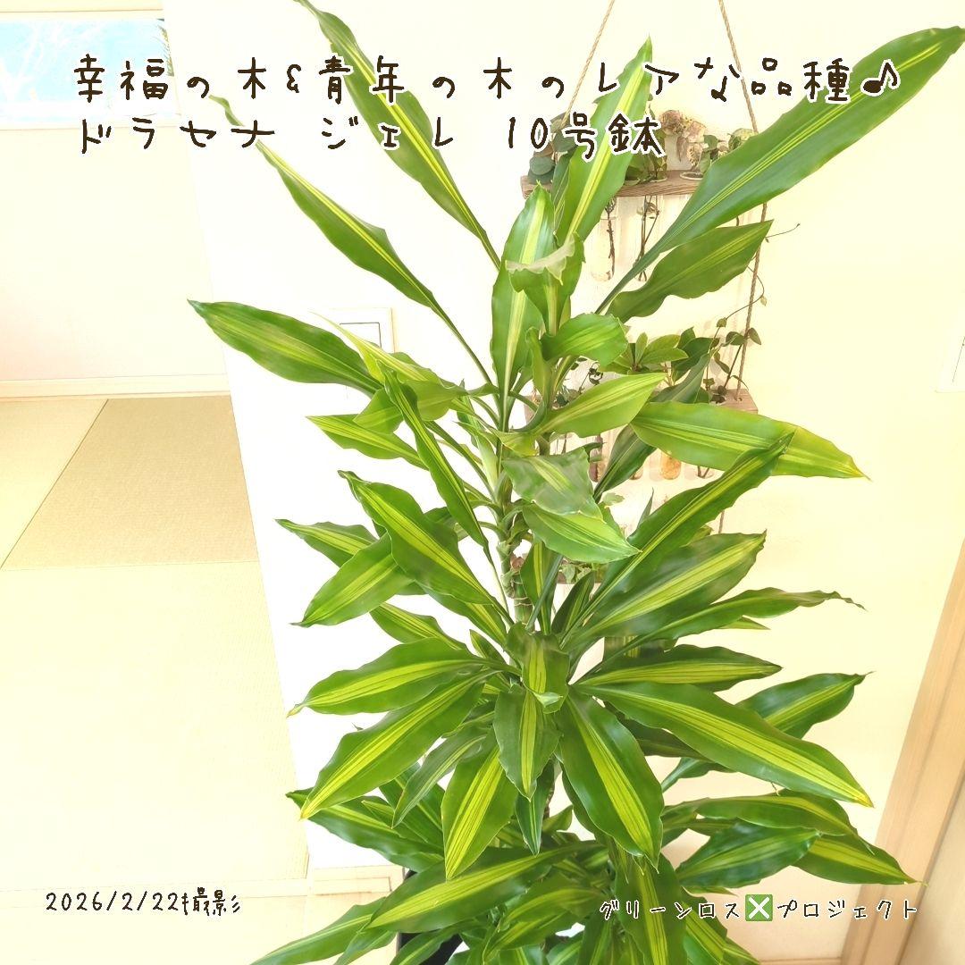 【B級品/大型観葉植物】幸福の木&青年の木のレアな品種♪ドラセナジェレ 10号鉢