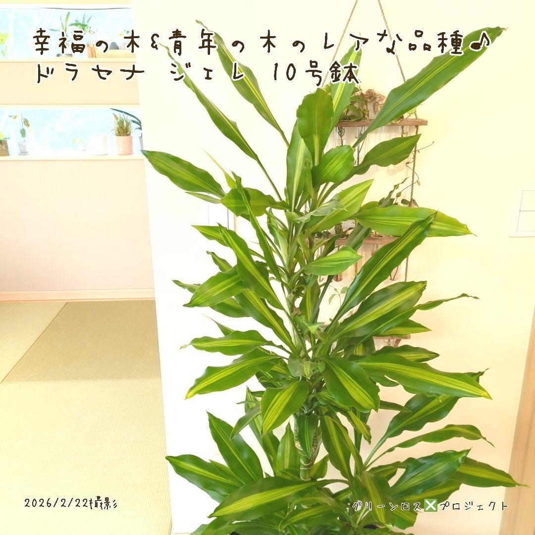 【B級品/大型観葉植物】幸福の木&青年の木のレアな品種♪ドラセナジェレ 10号鉢