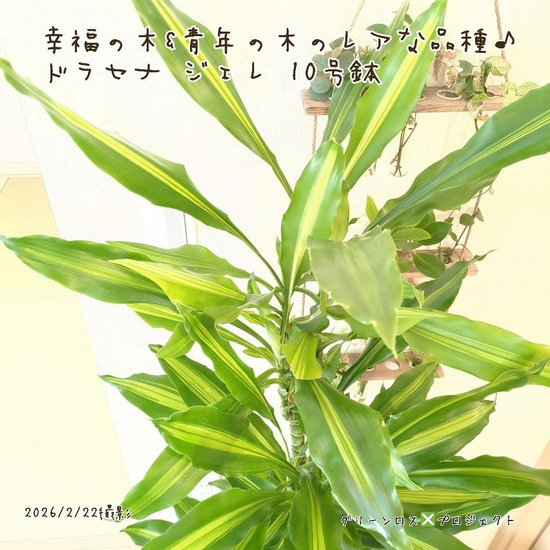 【B級品/大型観葉植物】幸福の木&青年の木のレアな品種♪ドラセナジェレ 10号鉢