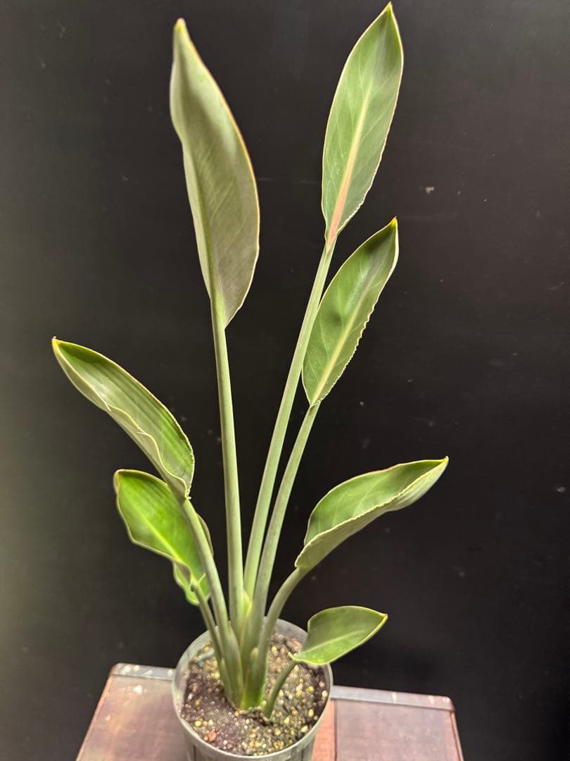 希少》ストレリチア ユンケア ノンリーフ 観葉植物 781