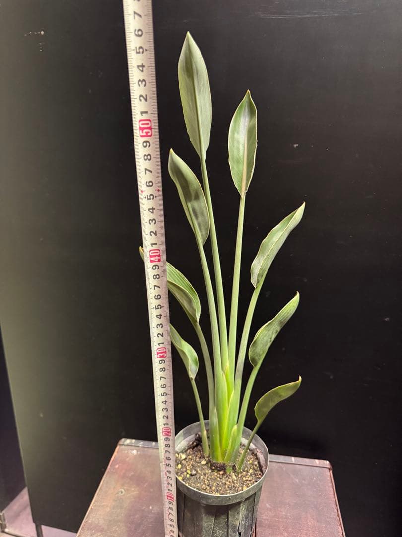 希少》ストレリチア ユンケア ノンリーフ 観葉植物 781