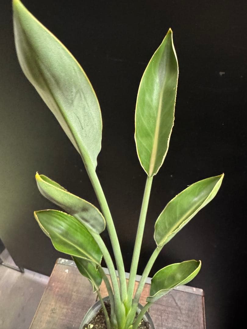 希少》ストレリチア ユンケア ノンリーフ 観葉植物 781