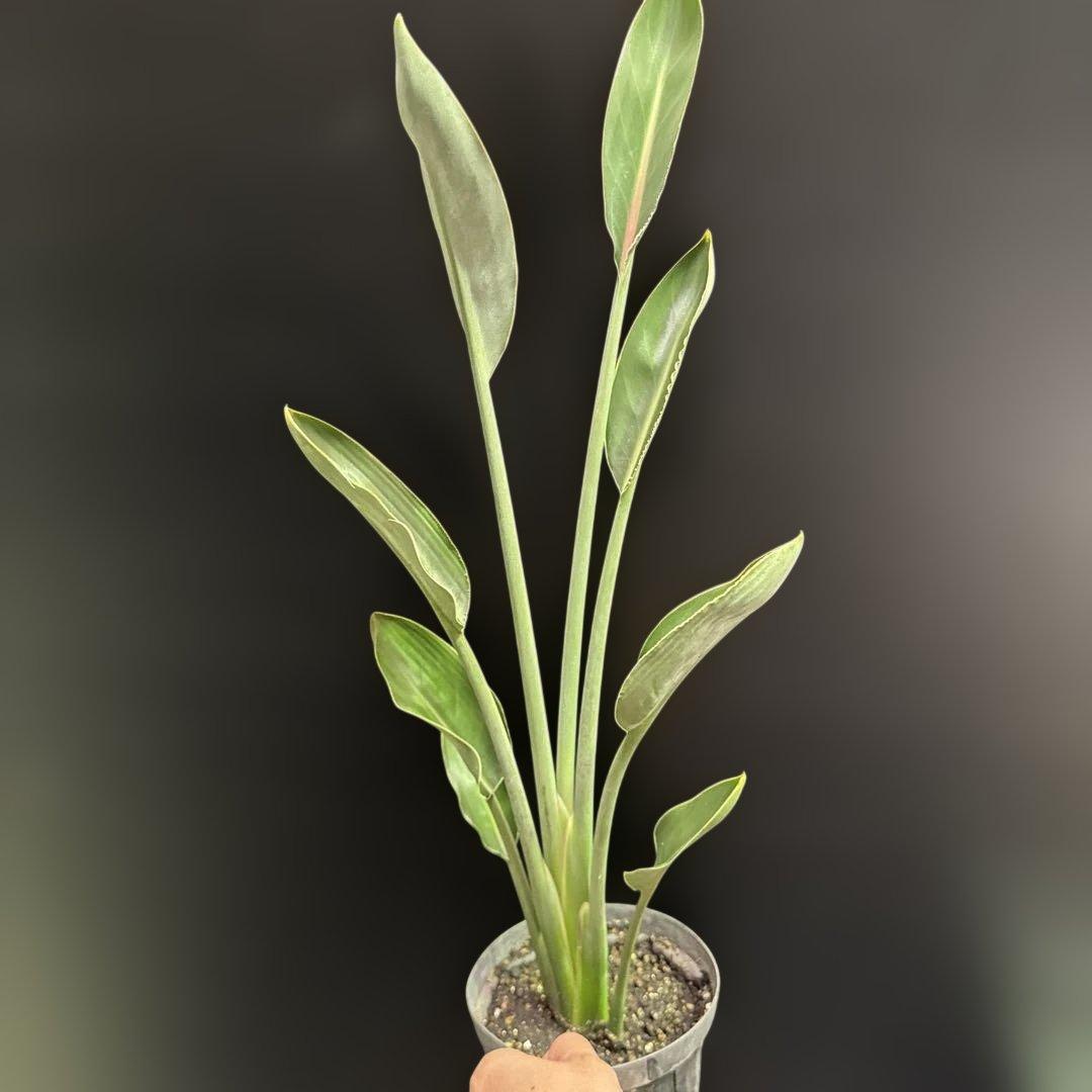 希少》ストレリチア ユンケア ノンリーフ 観葉植物 781