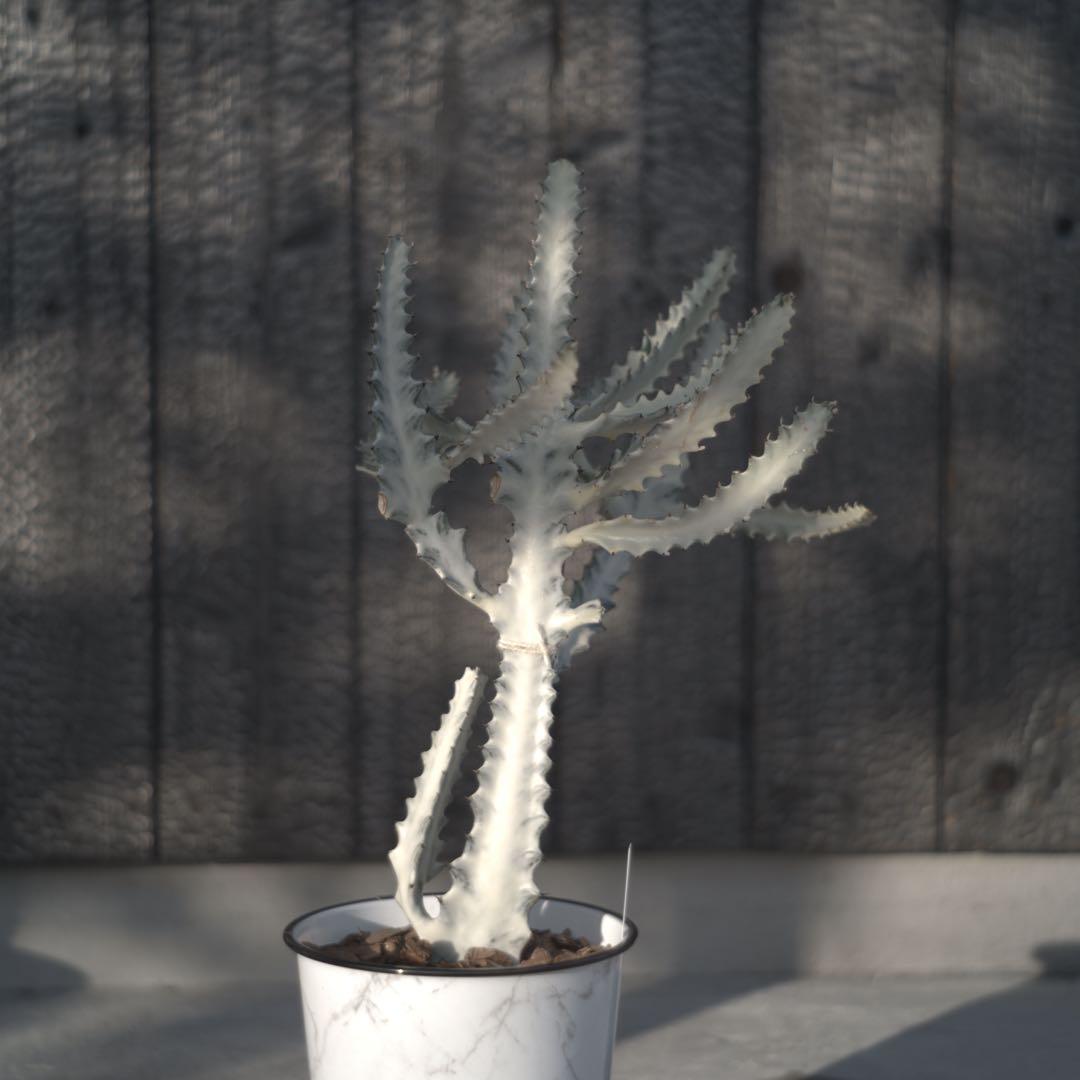 【美形状】ホワイトゴースト　多肉植物 観葉植物　サボテン　約70cm❶