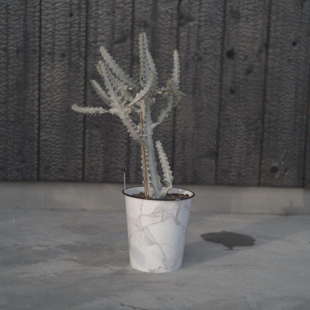 【美形状】ホワイトゴースト　多肉植物 観葉植物　サボテン　約70cm❶