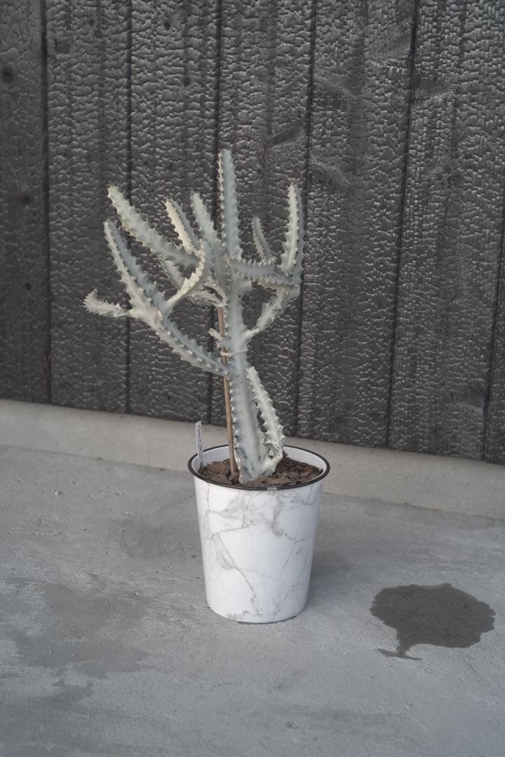 【美形状】ホワイトゴースト　多肉植物 観葉植物　サボテン　約70cm❶