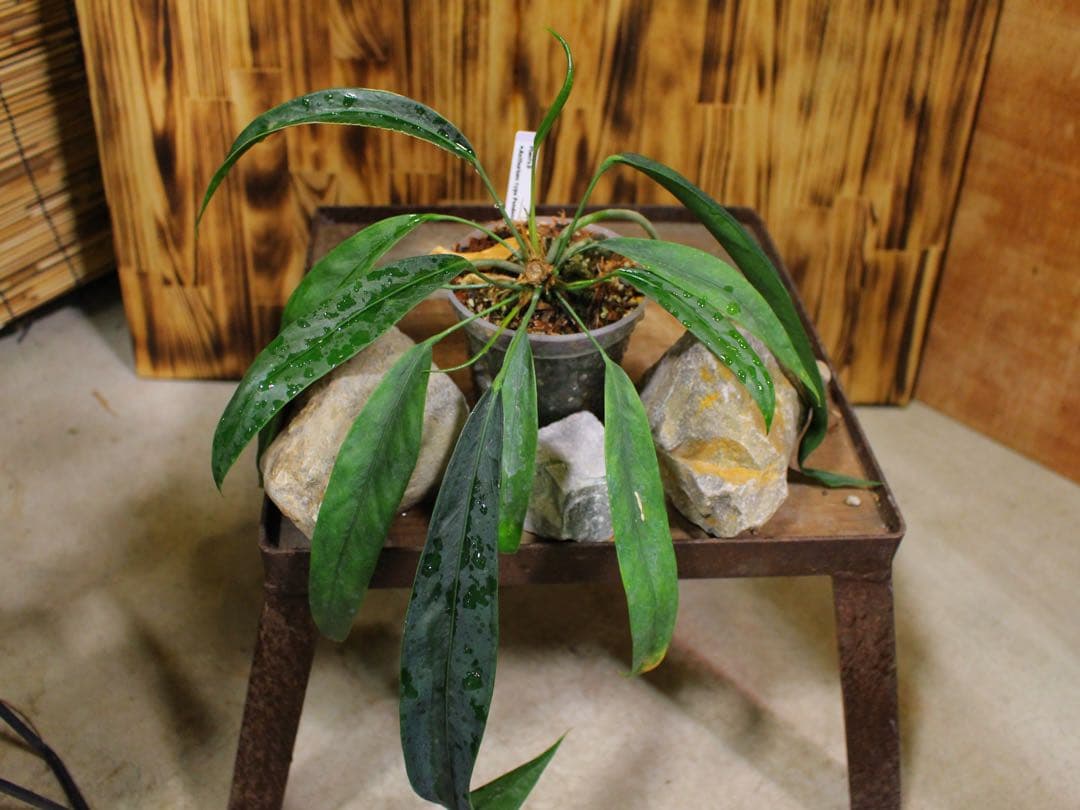 アンスリウム ペンデンスAnthurium type pendens JA｜希少