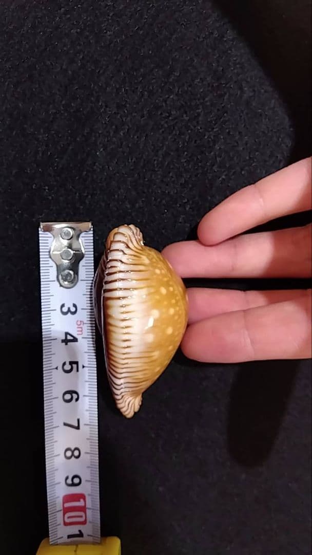 クロユリダカラ　6.5cm　オマケ付き　レア