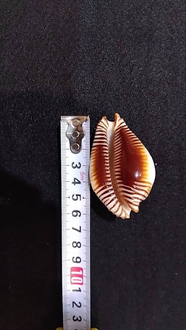 クロユリダカラ　6.5cm　オマケ付き　レア