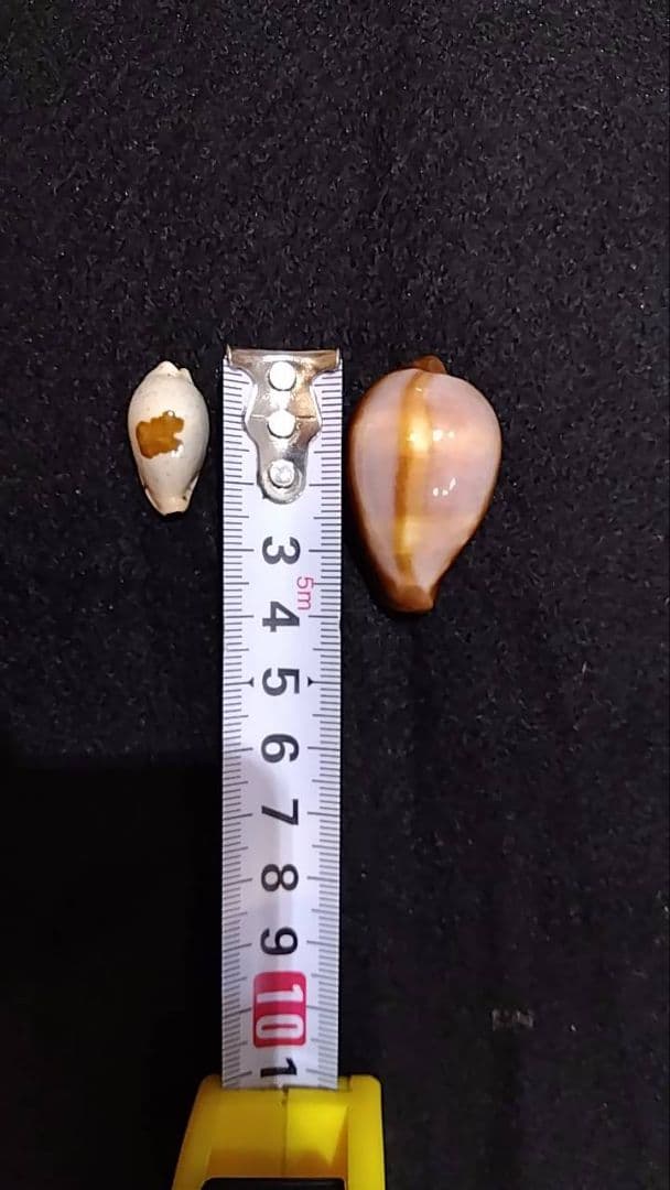 クロユリダカラ　6.5cm　オマケ付き　レア