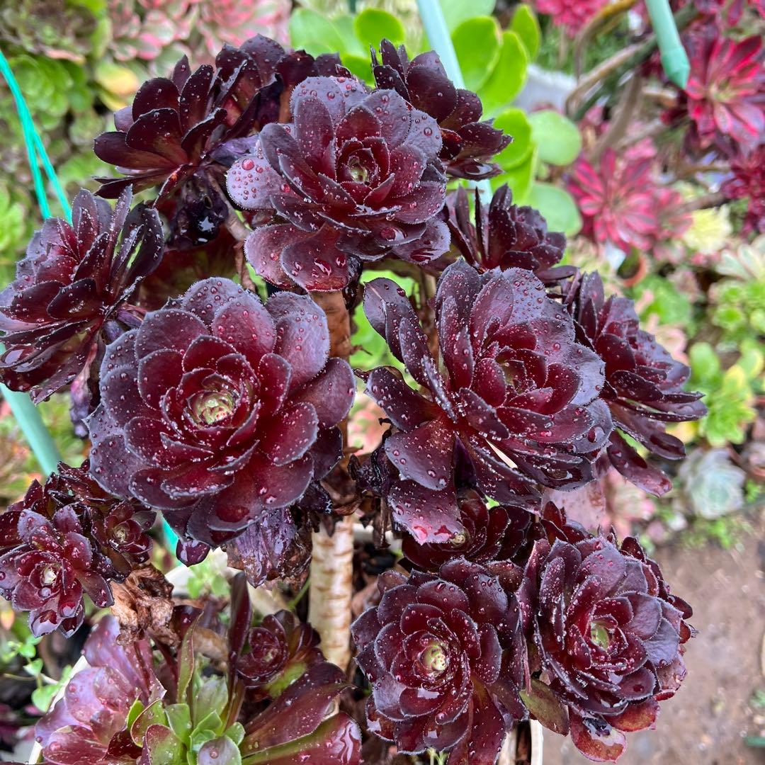 多肉植物。黒の美人法師錦抜き苗