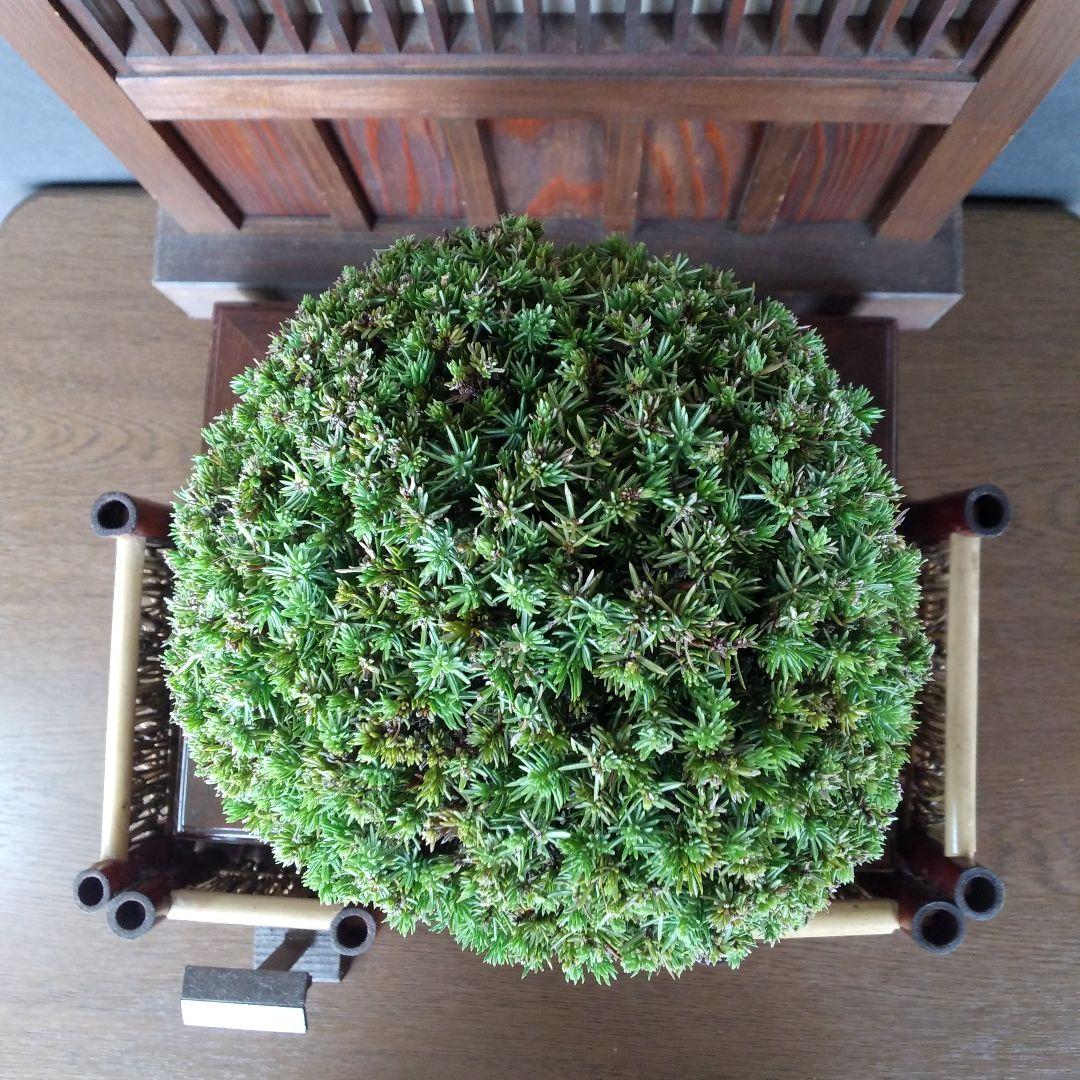 八房社松 盆栽