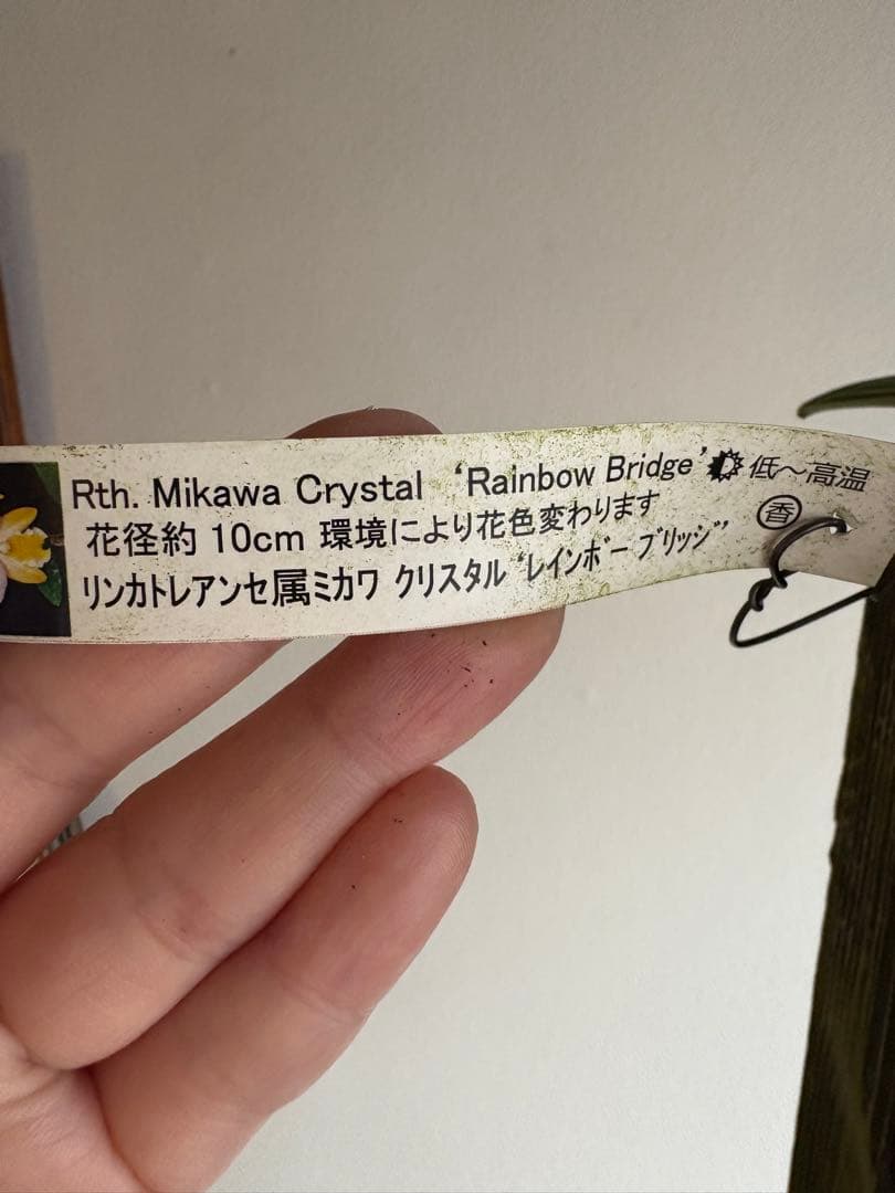 洋ラン 蘭 カトレア　ミカワクリスタル　レインボーブリッジ