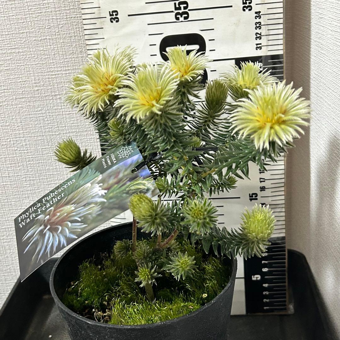 フィリカ　プベッセンス　ワフトフェザー