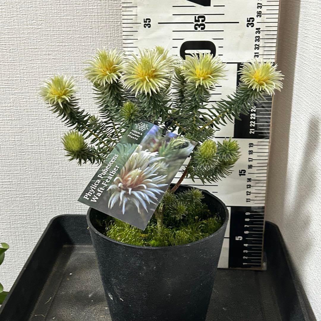 フィリカ　プベッセンス　ワフトフェザー