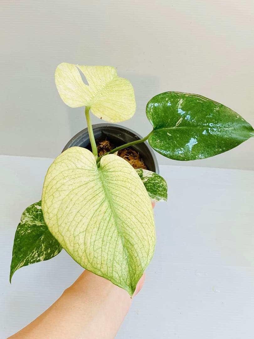 ☆白斑超美株☆ モンステラ ホワイトモンスター 天津蘭 Monstera①