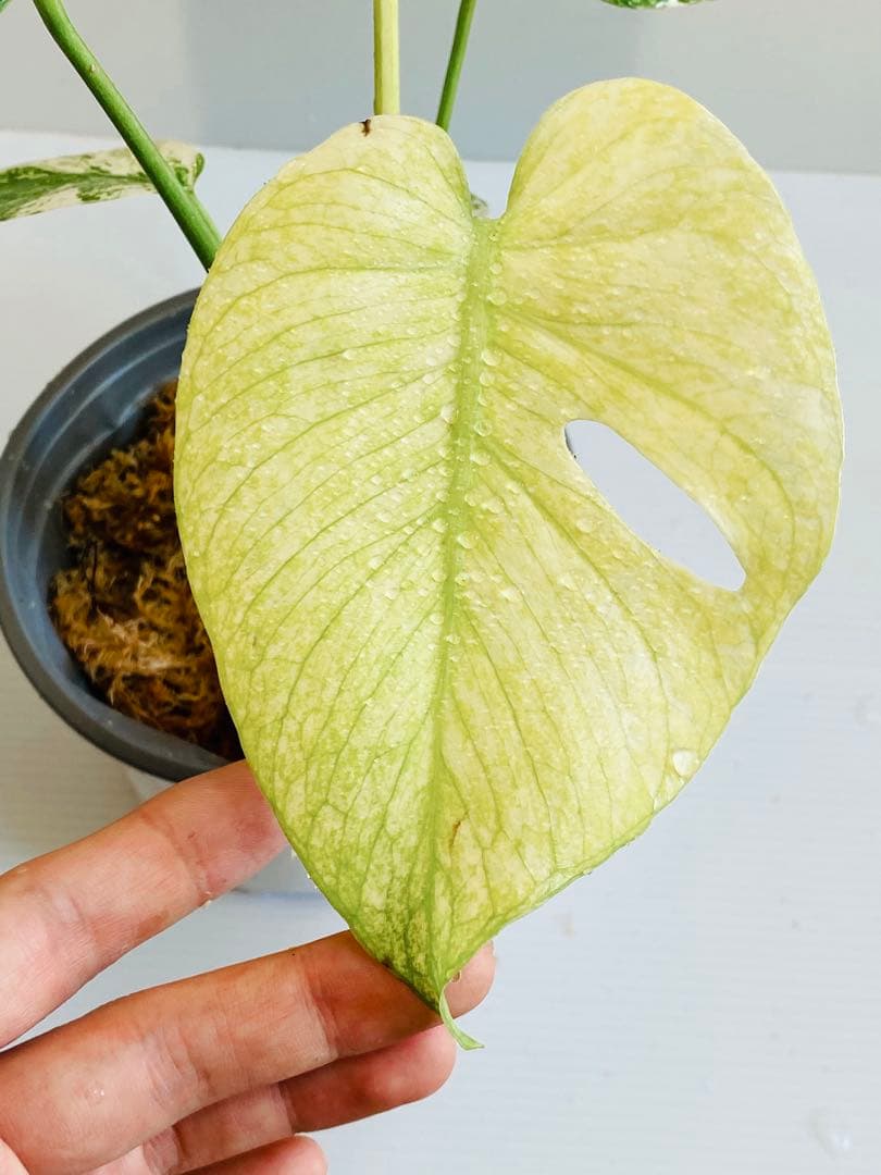 ☆白斑超美株☆ モンステラ ホワイトモンスター 天津蘭 Monstera①