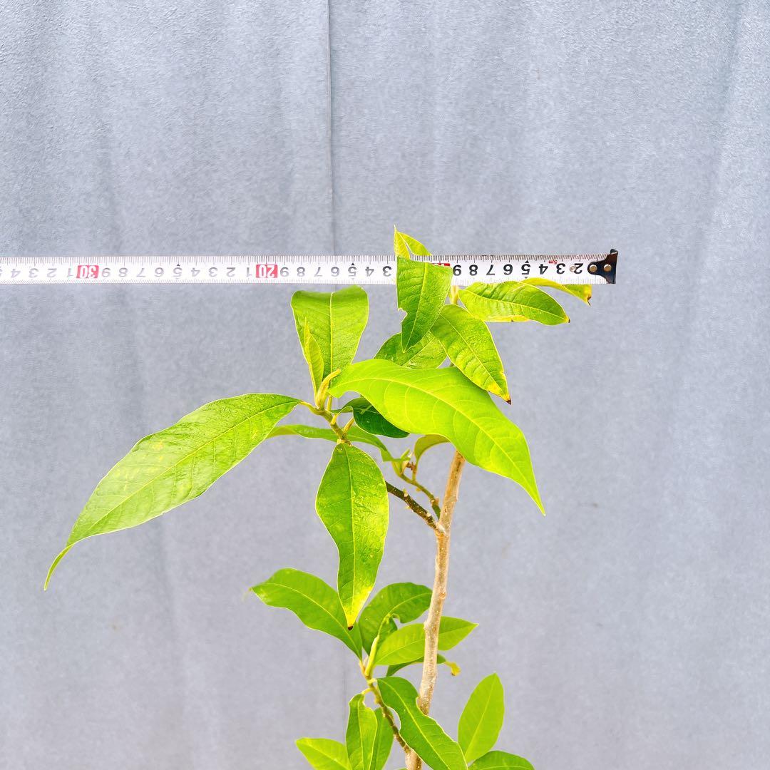 現品　キンコウボク　金厚朴　希少　87番　観葉植物　植木　インテリアグリーン