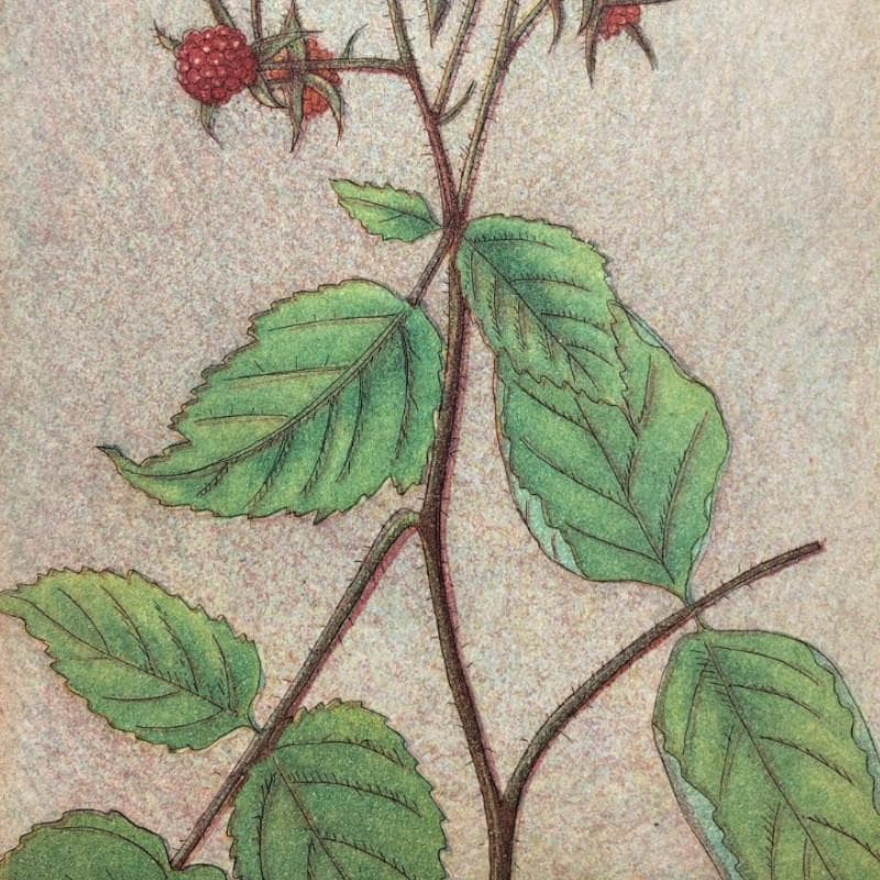 ☆和田裕子☆「エビガライチゴ」銅版画　E.D11/30　新品額！