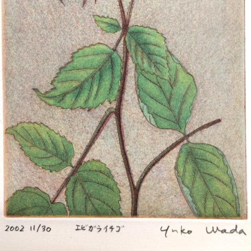 ☆和田裕子☆「エビガライチゴ」銅版画　E.D11/30　新品額！