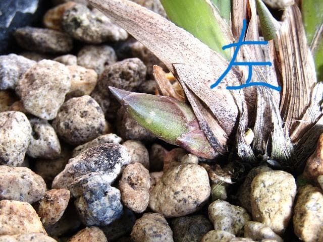 ☘ミスマフェット蘭 花芽計６つ【株分け済】鉢抜き発送☘