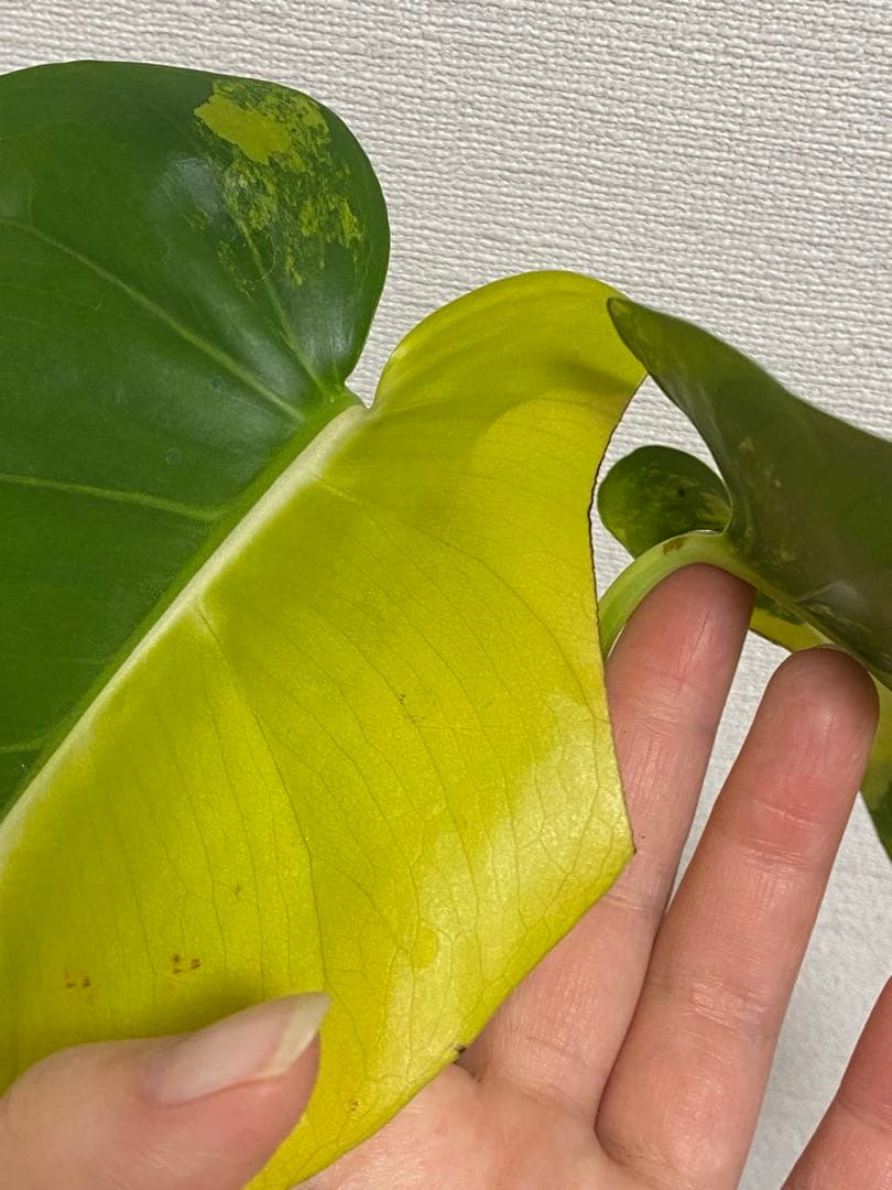 ら*様 【これは本物です✨】モンステラ　イエローマリリン　黄斑　オーレア　希少メ