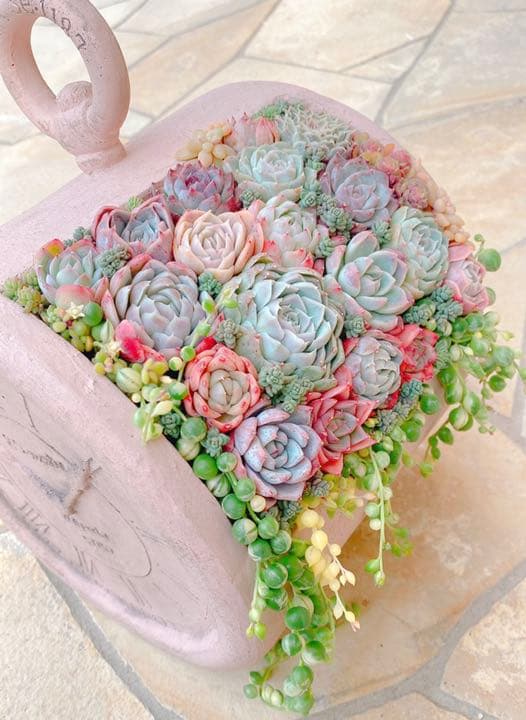 多肉植物　寄せ植え♩°＊