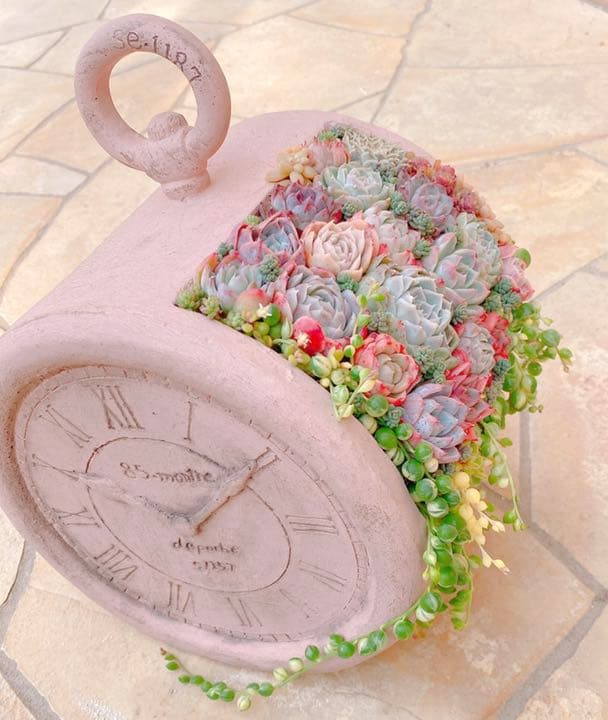 多肉植物　寄せ植え♩°＊