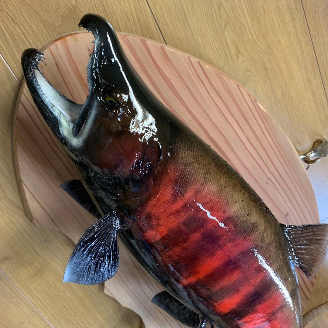 限定剥製魚類剥製工房エフクラフト　最終形態晩秋の鼻曲がり雄サクラマス54センチ
