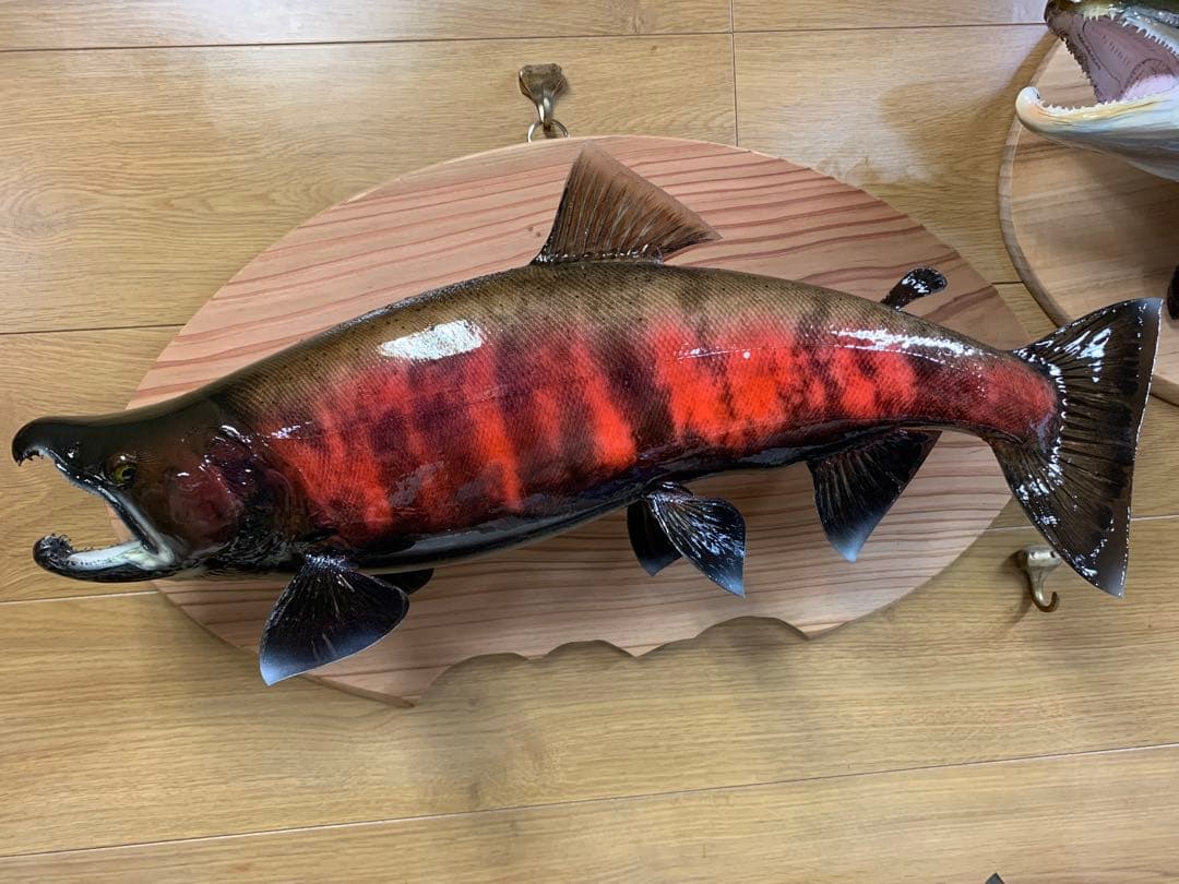 限定剥製魚類剥製工房エフクラフト　最終形態晩秋の鼻曲がり雄サクラマス54センチ