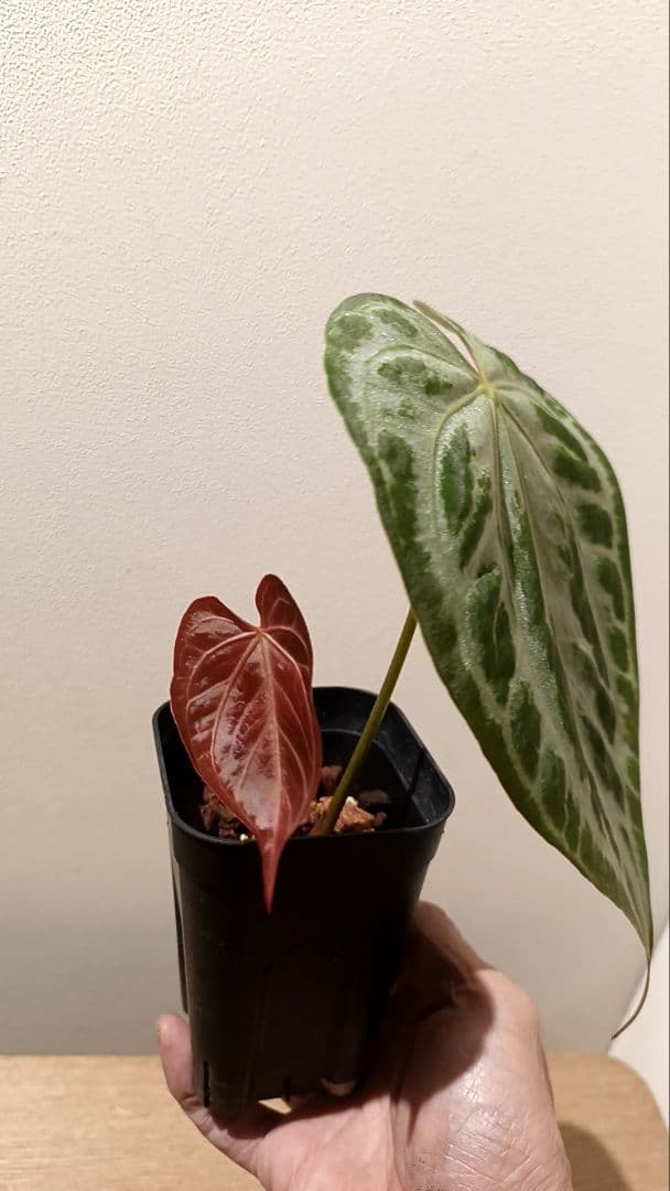anthurium Silver　Chrome