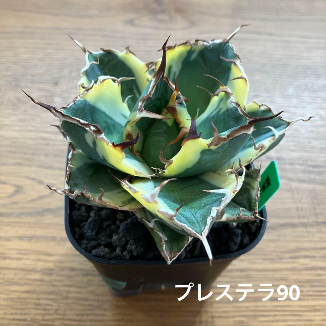 【鉢ごと発送】サイズ大　太斑　活着株　アガべ　チタノタ　白鯨錦　覆輪斑　TC