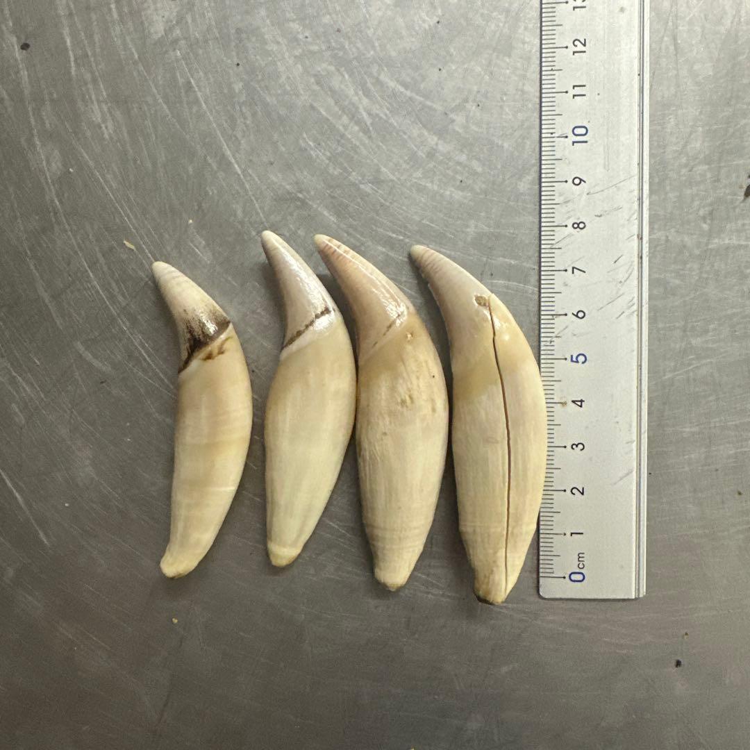 ヒグマ熊の牙