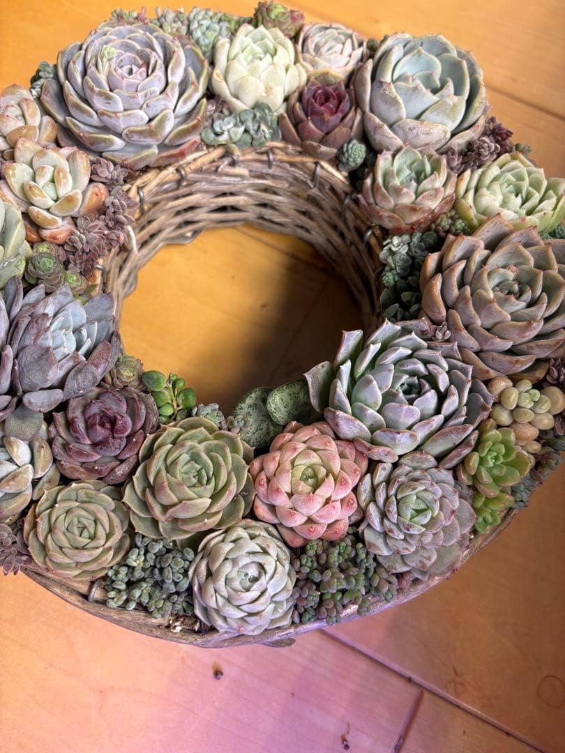 多肉植物寄せ植え　そのまま飾れる　リース 直径約24cm