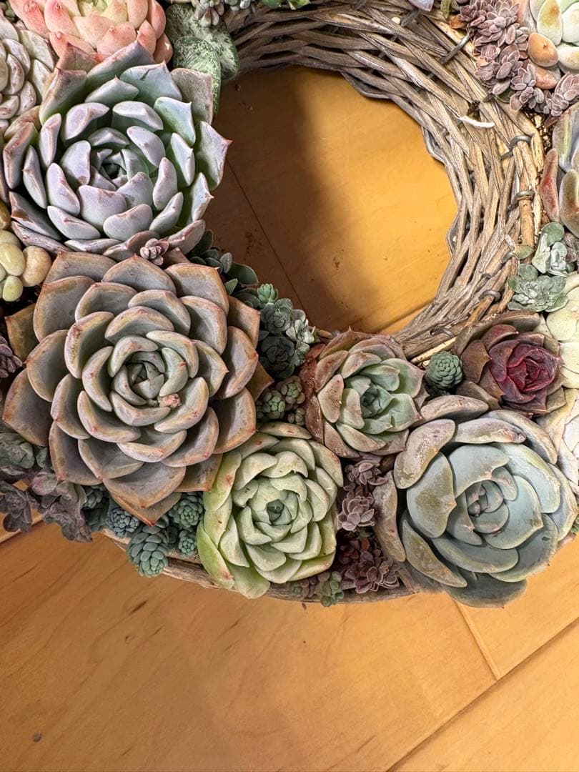 多肉植物寄せ植え　そのまま飾れる　リース 直径約24cm