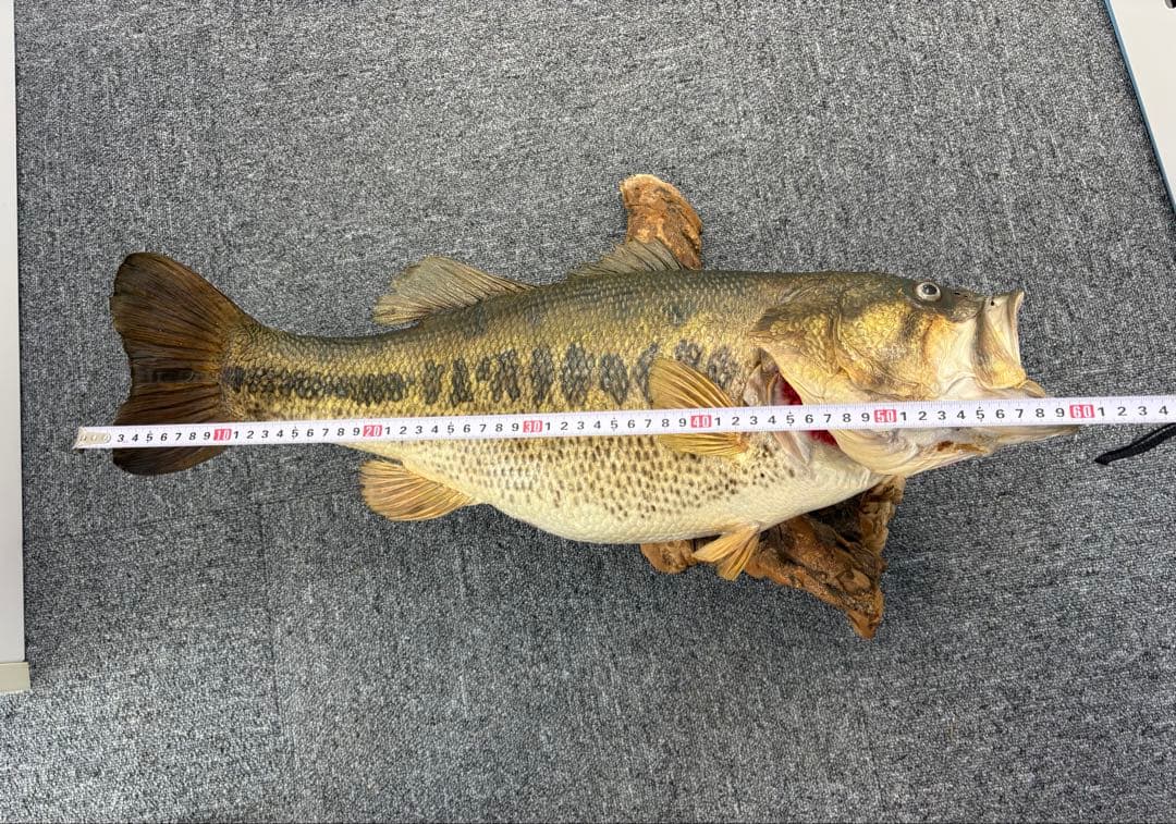 ブラックバス　68cm 剥製