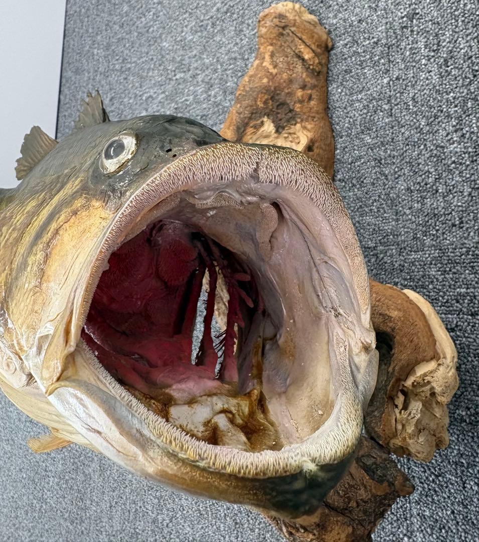 ブラックバス　68cm 剥製