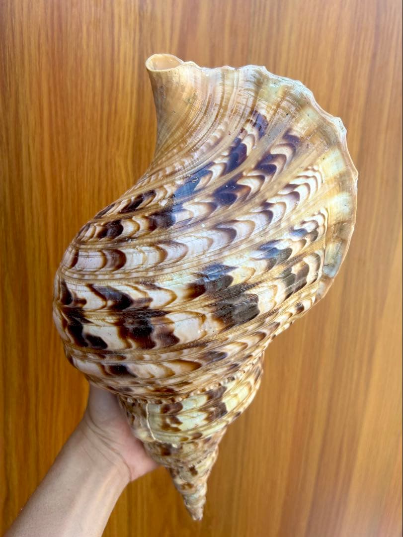 法螺貝36.1cm