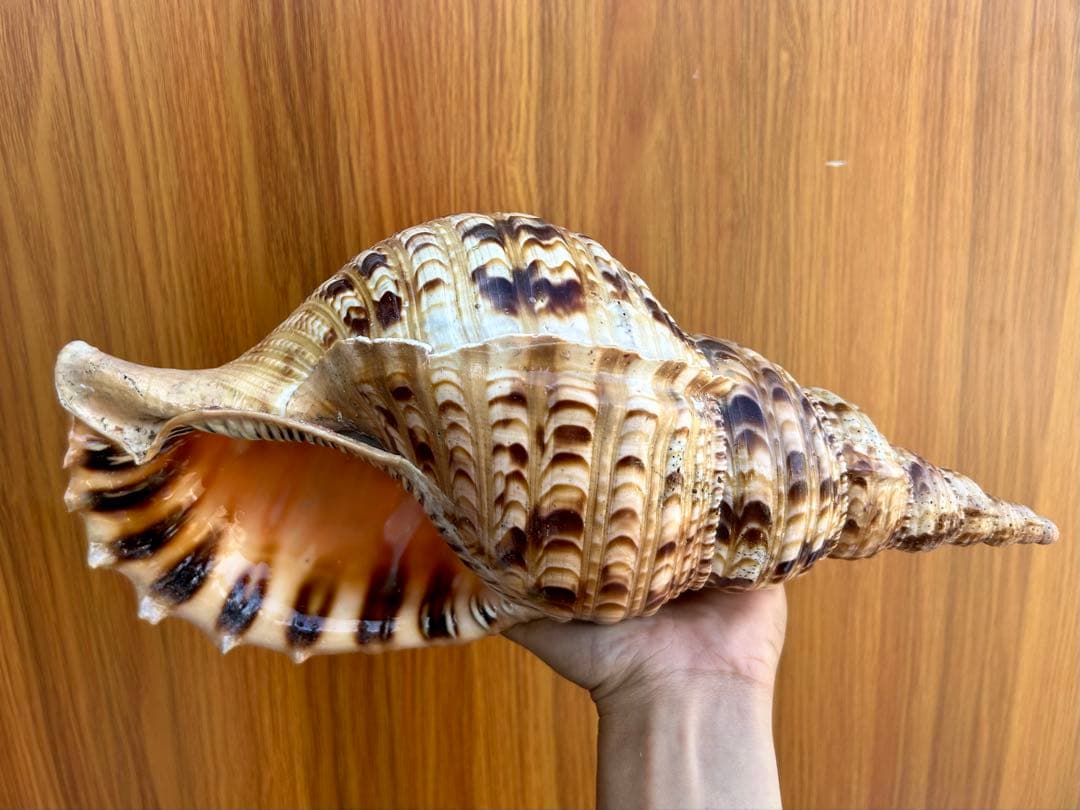 法螺貝36.1cm