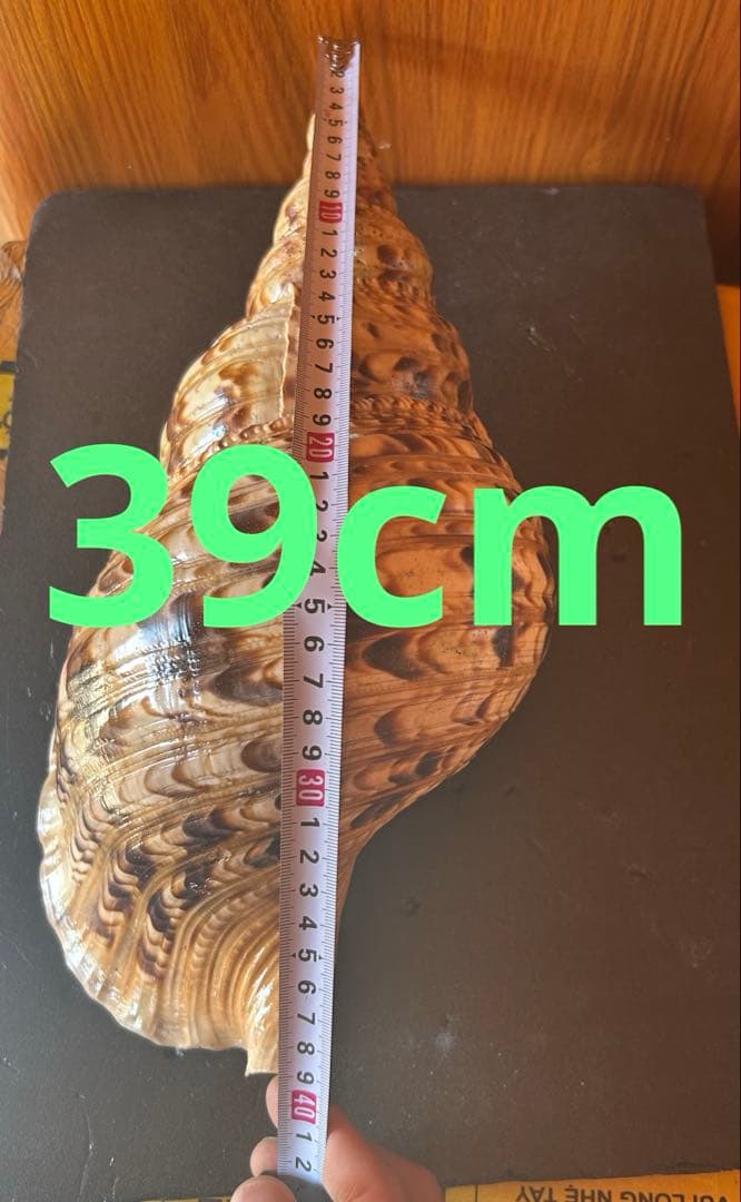 法螺貝36.1cm